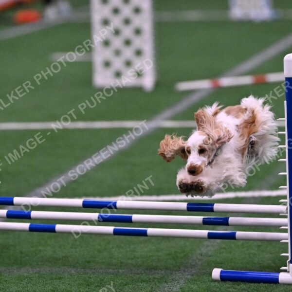 Cara-Colleen-Crowe-00376