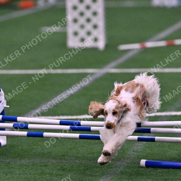 Cara-Colleen-Crowe-00377