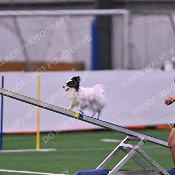 Dainty-Heather-Chambers-11079