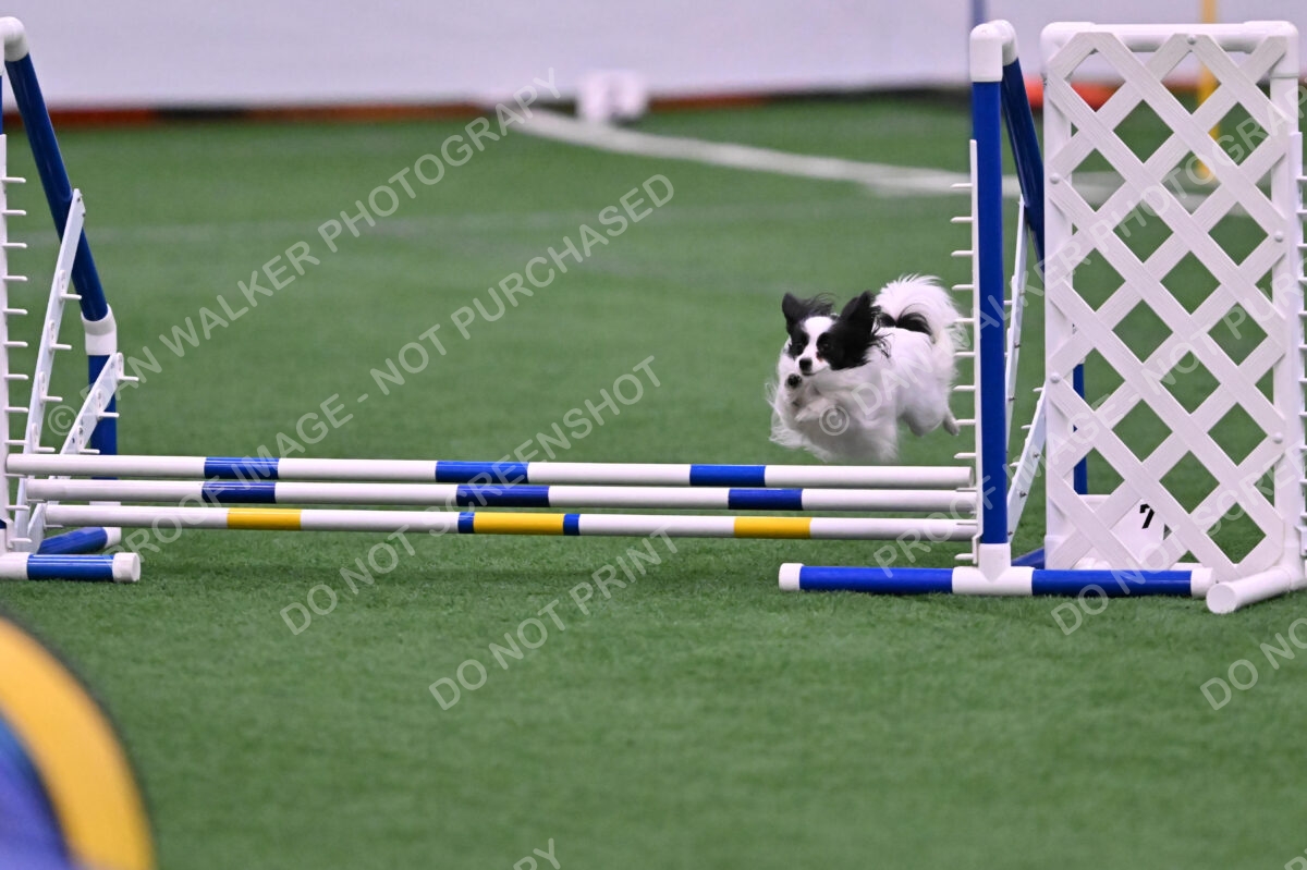 Dainty-Heather-Chambers-11084