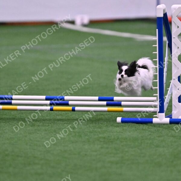 Dainty-Heather-Chambers-11084