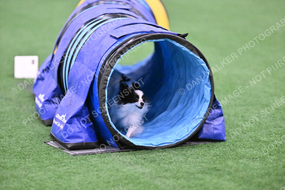 Dainty-Heather-Chambers-11085