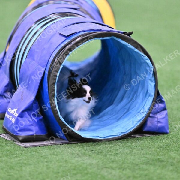 Dainty-Heather-Chambers-11085