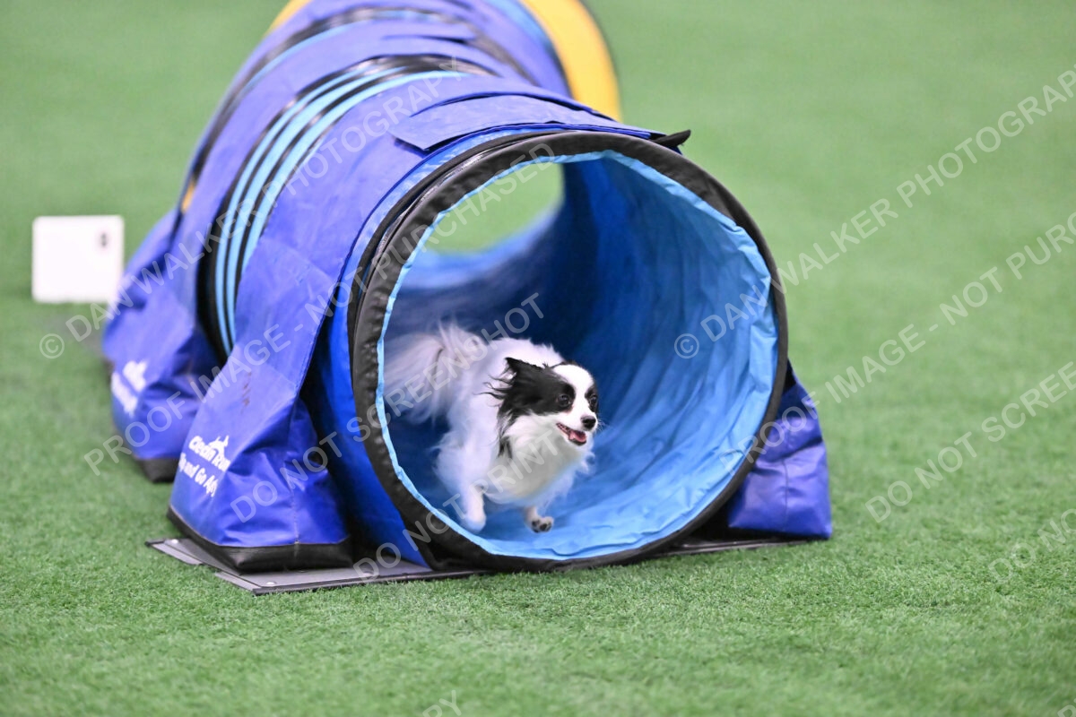 Dainty-Heather-Chambers-11086