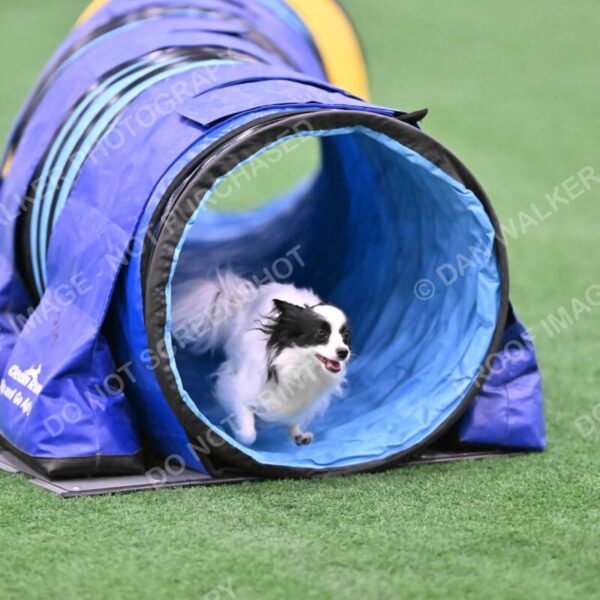 Dainty-Heather-Chambers-11086