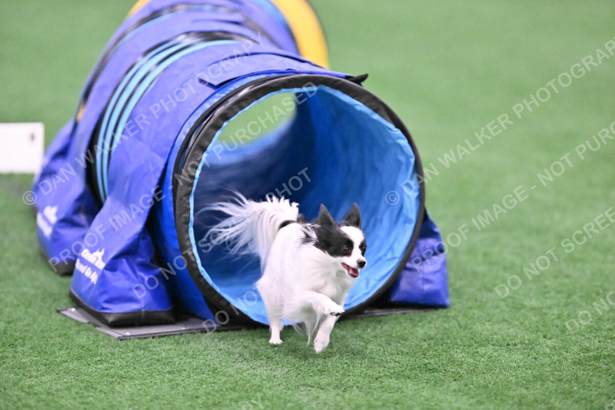 Dainty-Heather-Chambers-11087