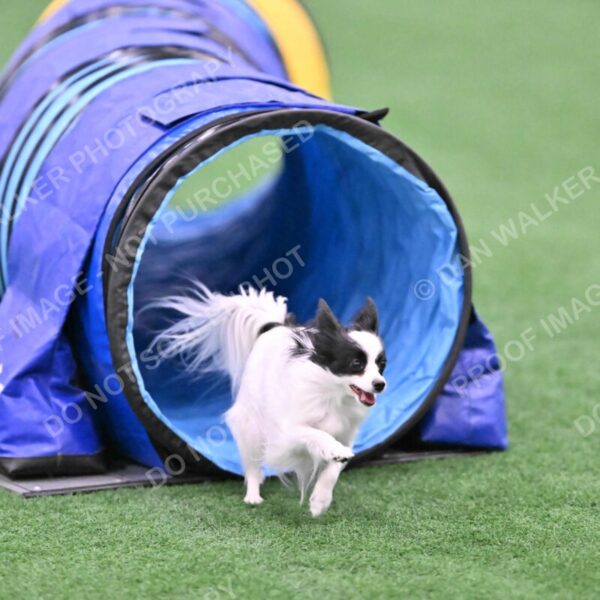 Dainty-Heather-Chambers-11087