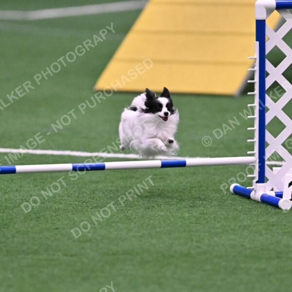 Dainty-Heather-Chambers-11091