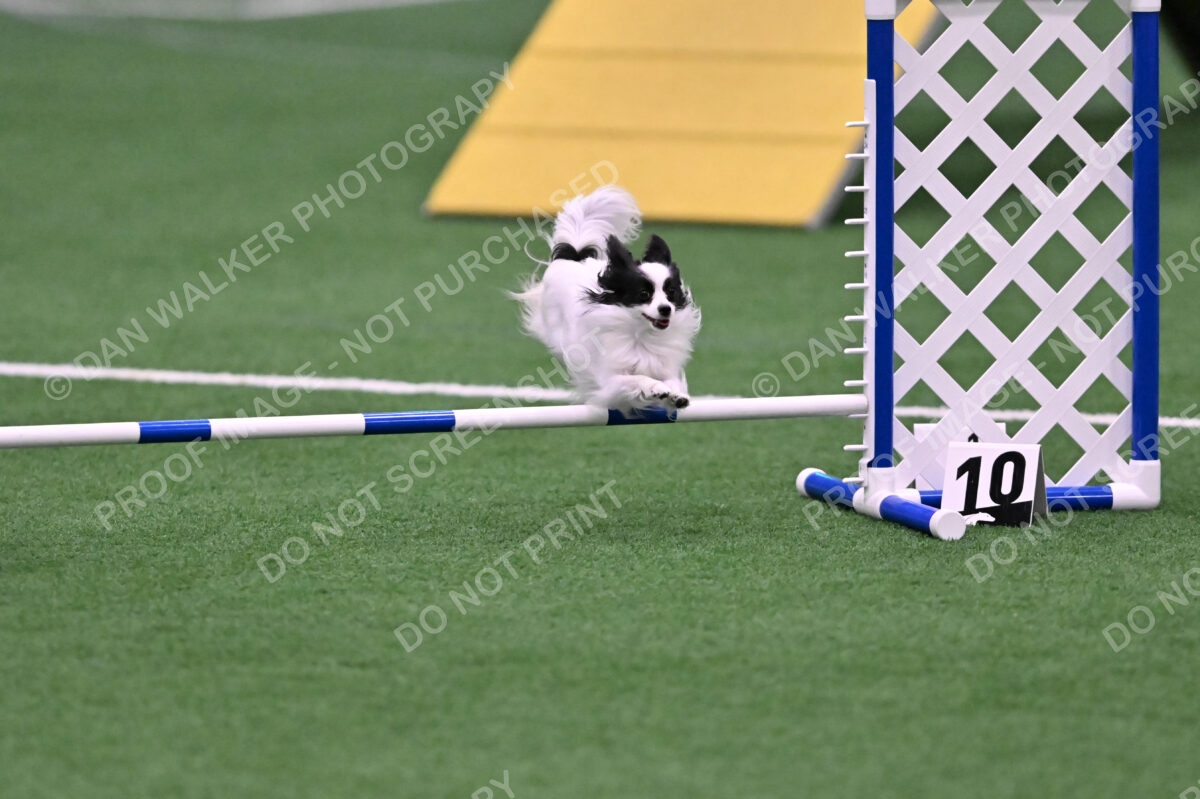 Dainty-Heather-Chambers-11092