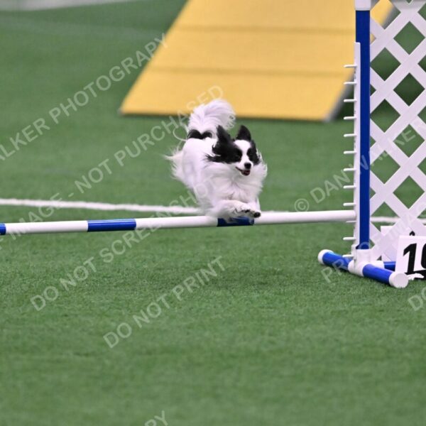 Dainty-Heather-Chambers-11092