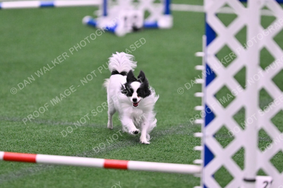 Dainty-Heather-Chambers-11093