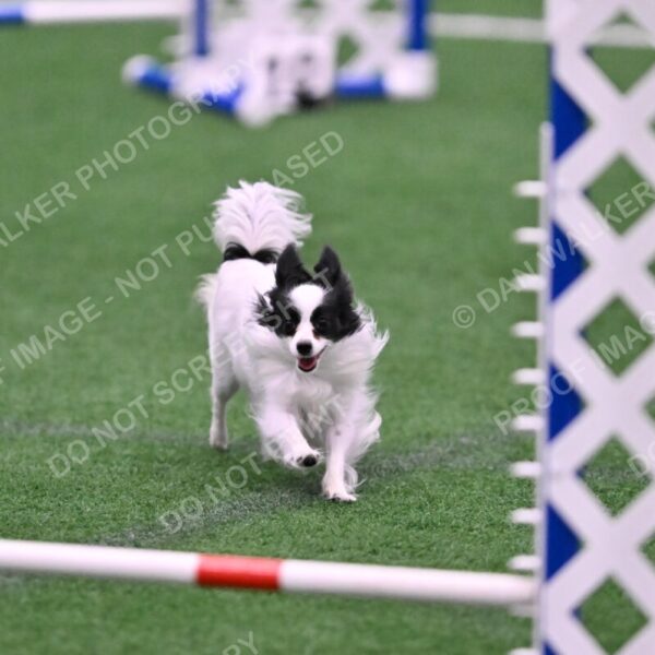 Dainty-Heather-Chambers-11093