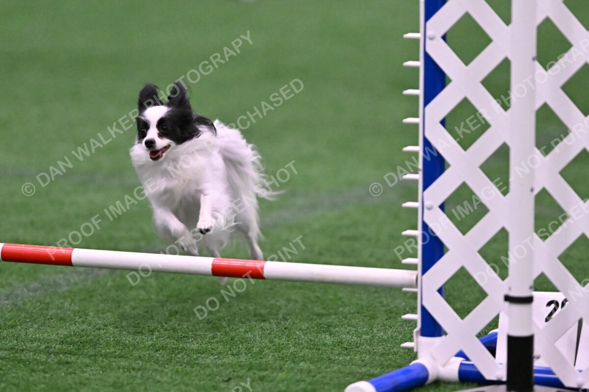 Dainty-Heather-Chambers-11094