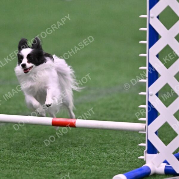 Dainty-Heather-Chambers-11094