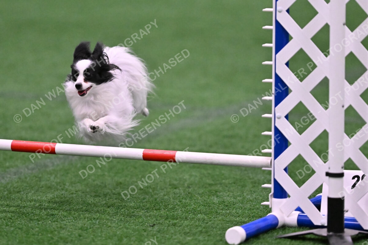 Dainty-Heather-Chambers-11095