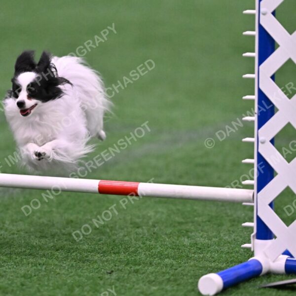 Dainty-Heather-Chambers-11095