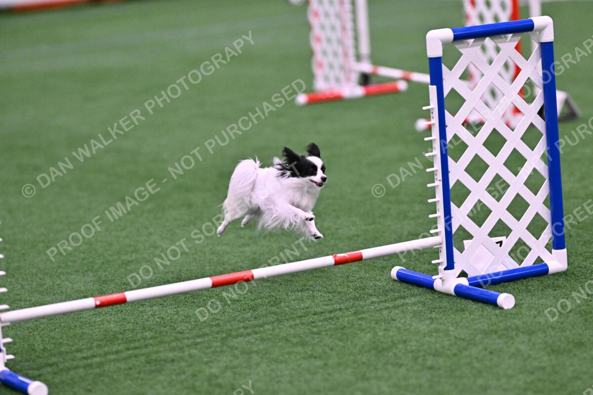 Dainty-Heather-Chambers-11107