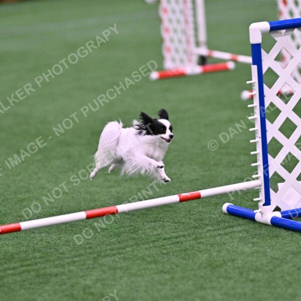 Dainty-Heather-Chambers-11107