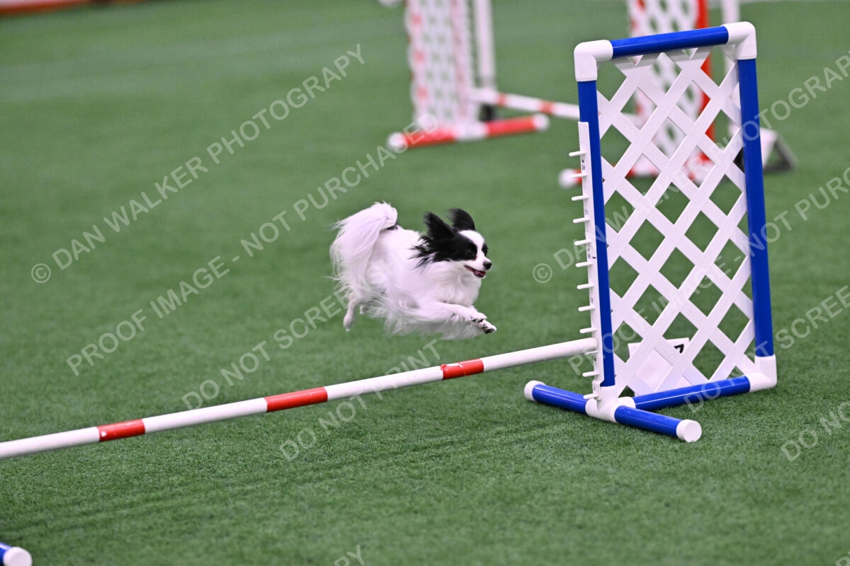 Dainty-Heather-Chambers-11108