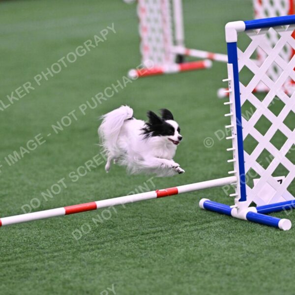 Dainty-Heather-Chambers-11108