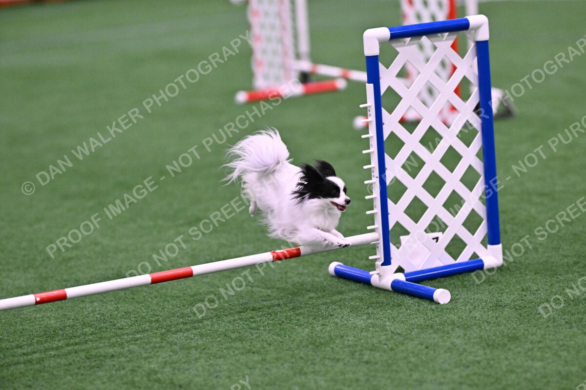 Dainty-Heather-Chambers-11109