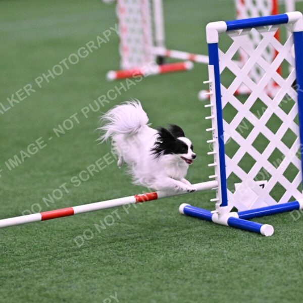 Dainty-Heather-Chambers-11109