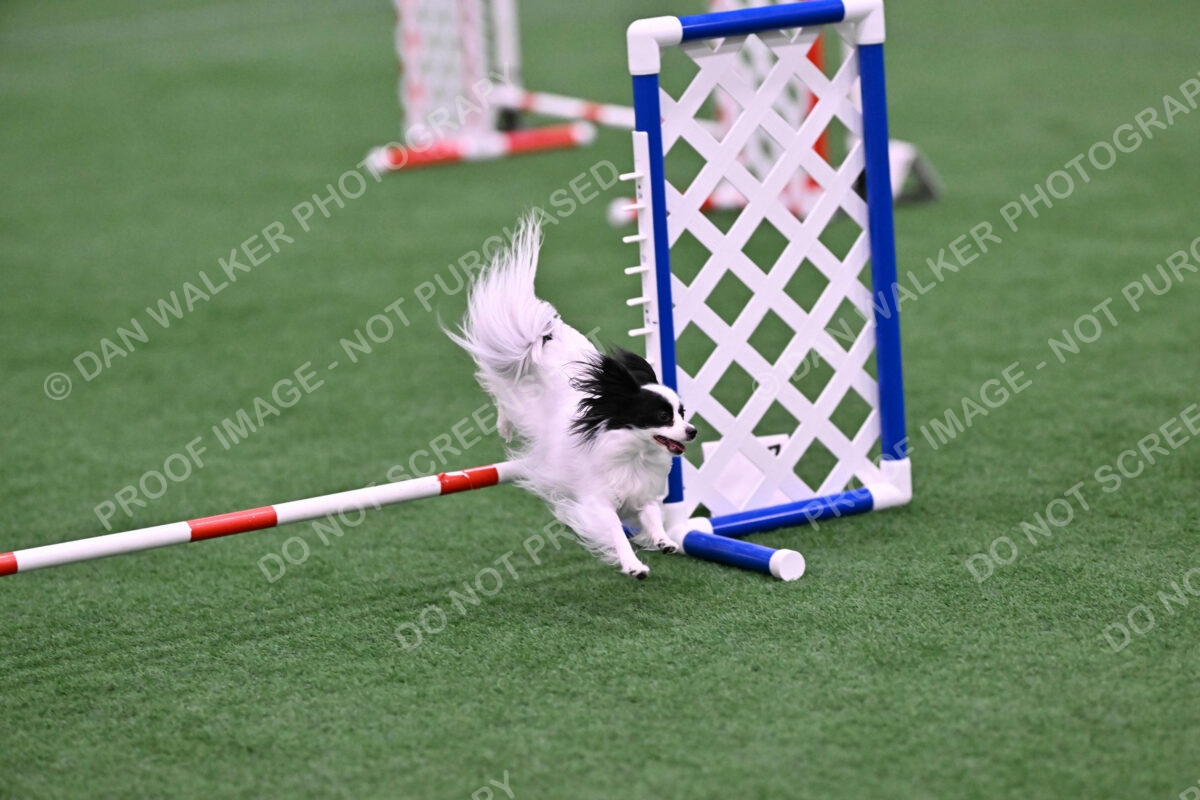 Dainty-Heather-Chambers-11110