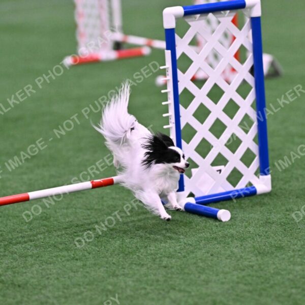 Dainty-Heather-Chambers-11110