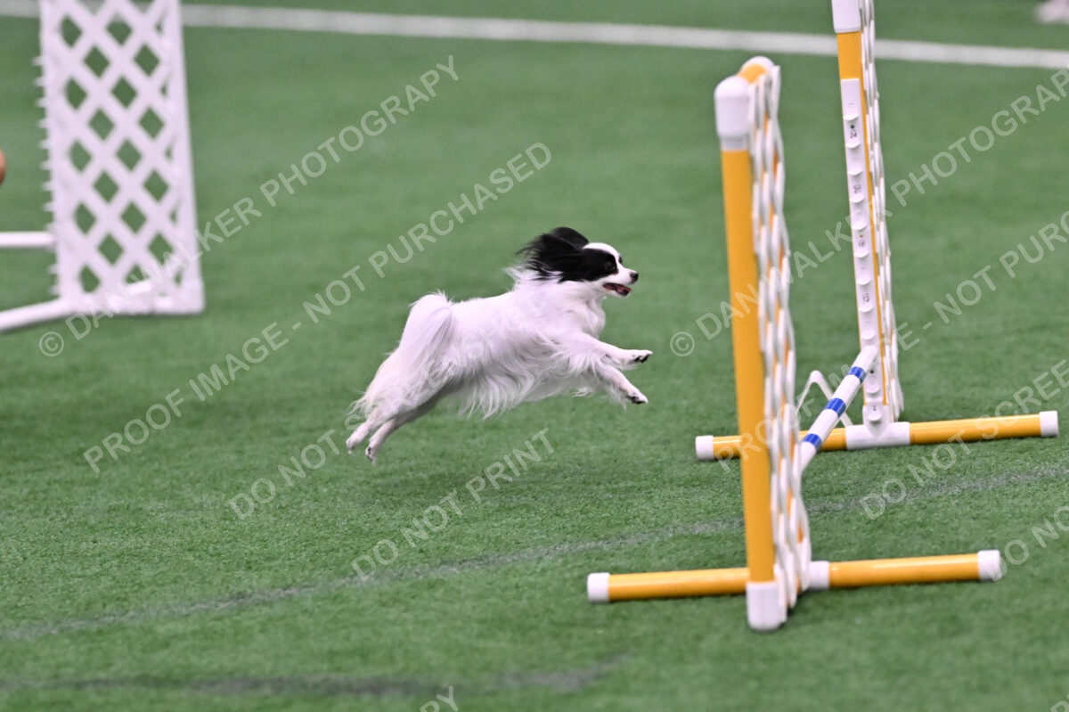 Dainty-Heather-Chambers-11113