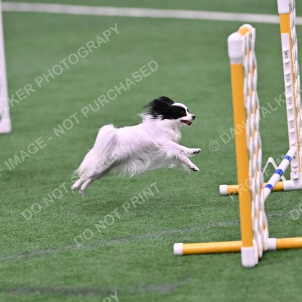 Dainty-Heather-Chambers-11113