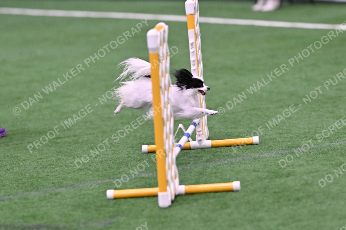 Dainty-Heather-Chambers-11115