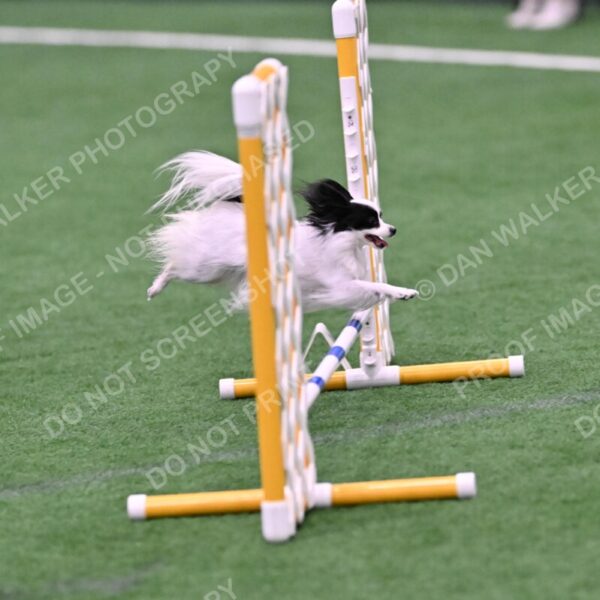 Dainty-Heather-Chambers-11115