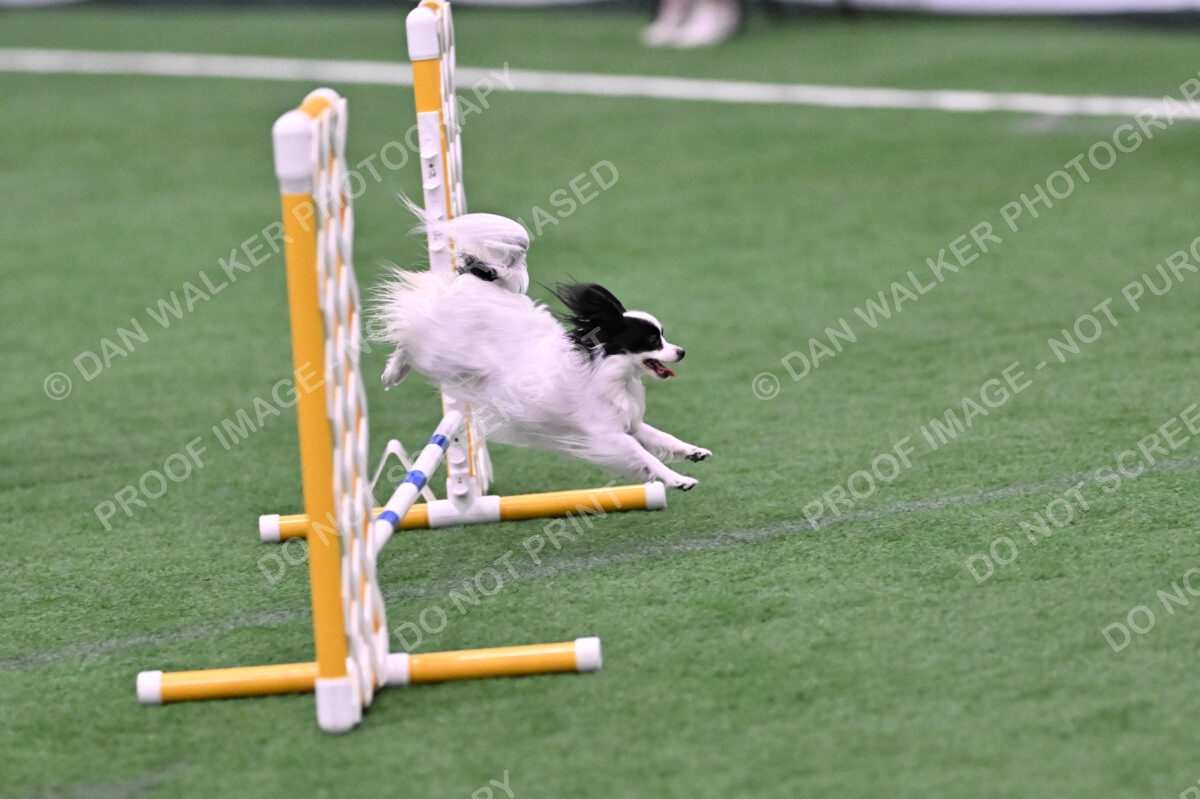 Dainty-Heather-Chambers-11116