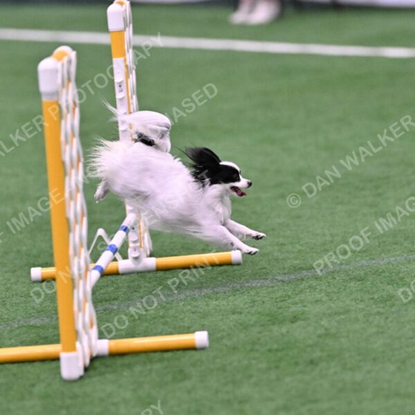 Dainty-Heather-Chambers-11116