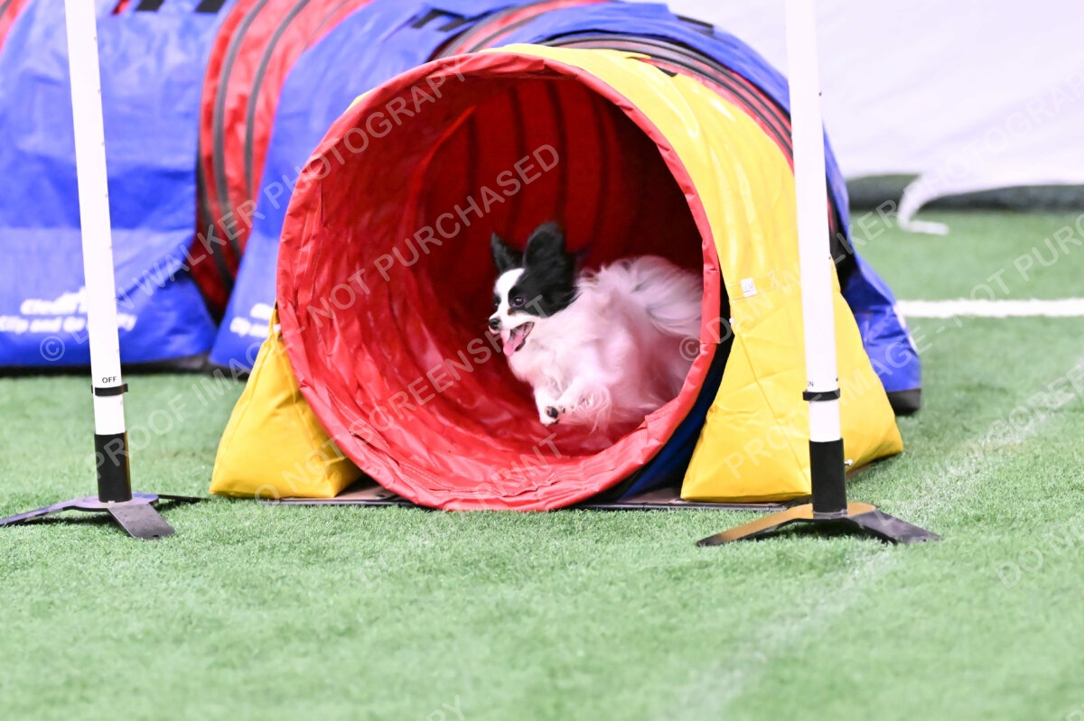 Dainty-Heather-Chambers-11121