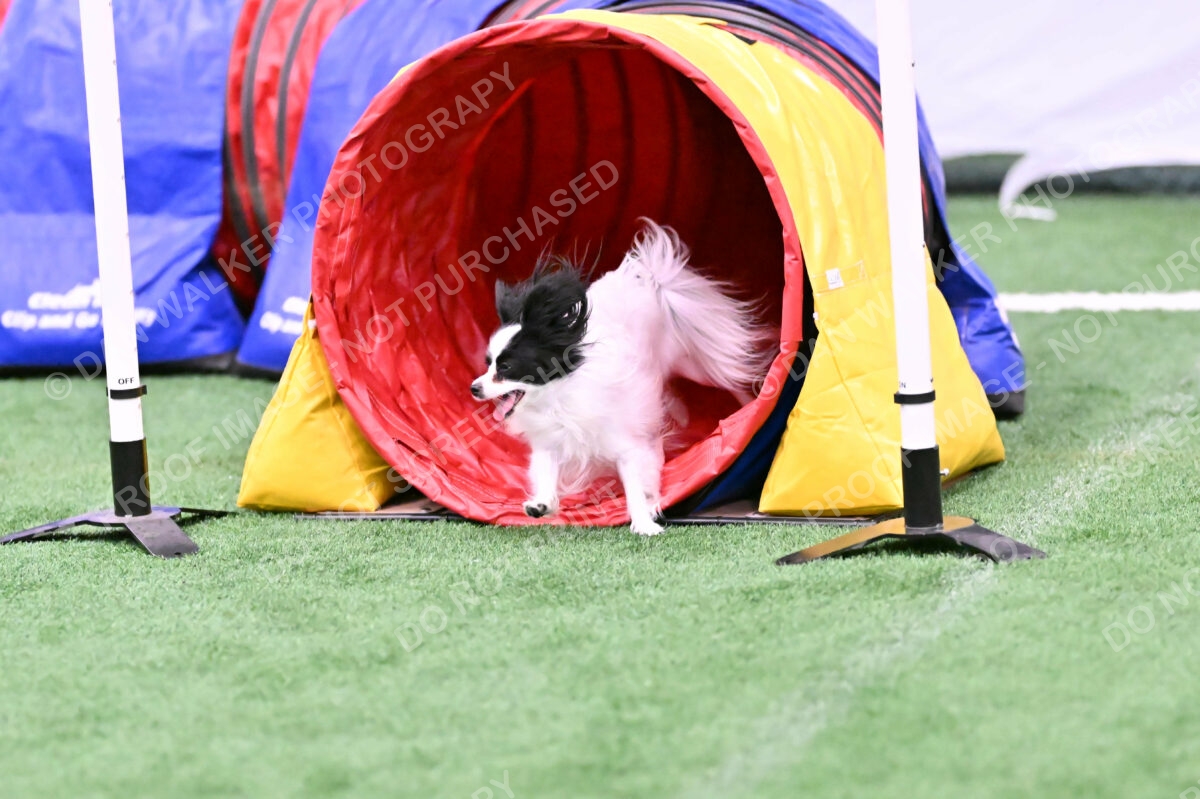 Dainty-Heather-Chambers-11122