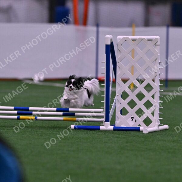 Daphne-Denise-Schneider-00046