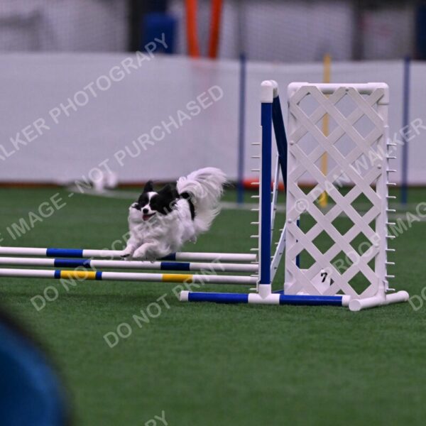 Daphne-Denise-Schneider-00047