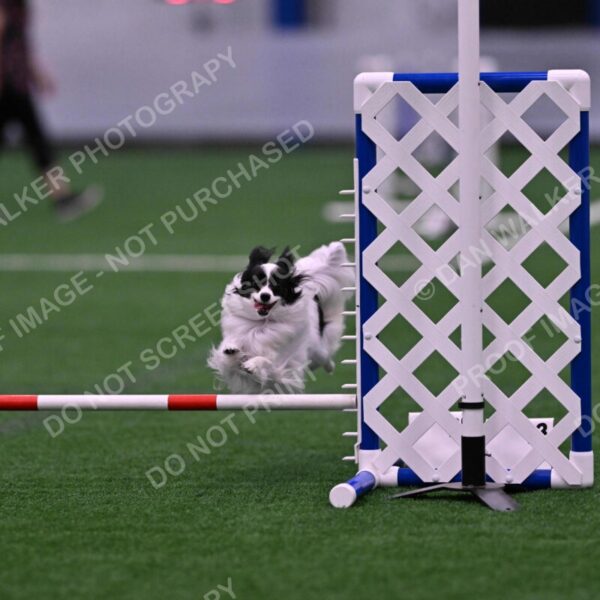 Daphne-Denise-Schneider-00050