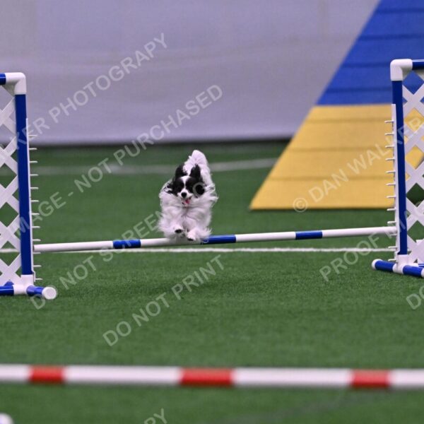 Daphne-Denise-Schneider-00052