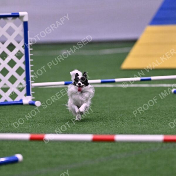 Daphne-Denise-Schneider-00053