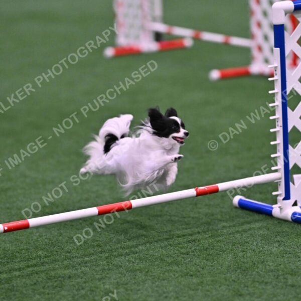 Daphne-Denise-Schneider-00062