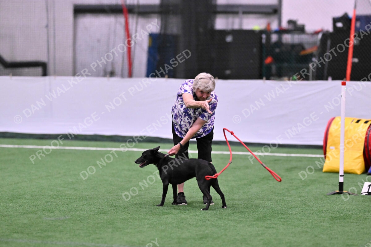 Flash-Robin-Gray-07459