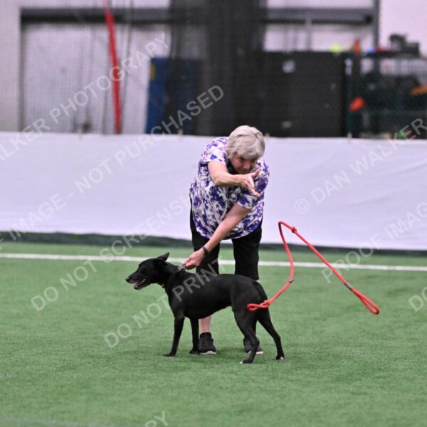 Flash-Robin-Gray-07459