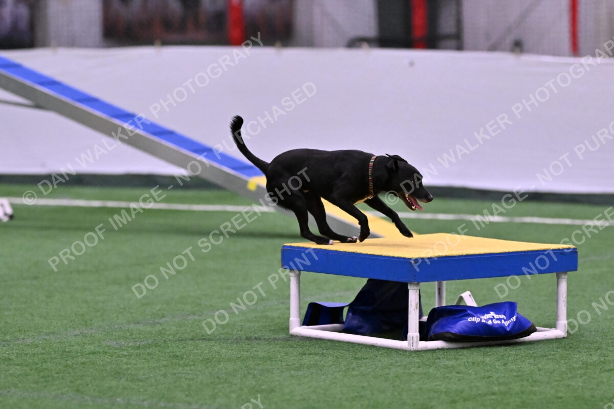 Flash-Robin-Gray-07460