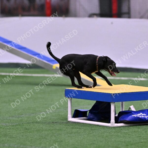 Flash-Robin-Gray-07460