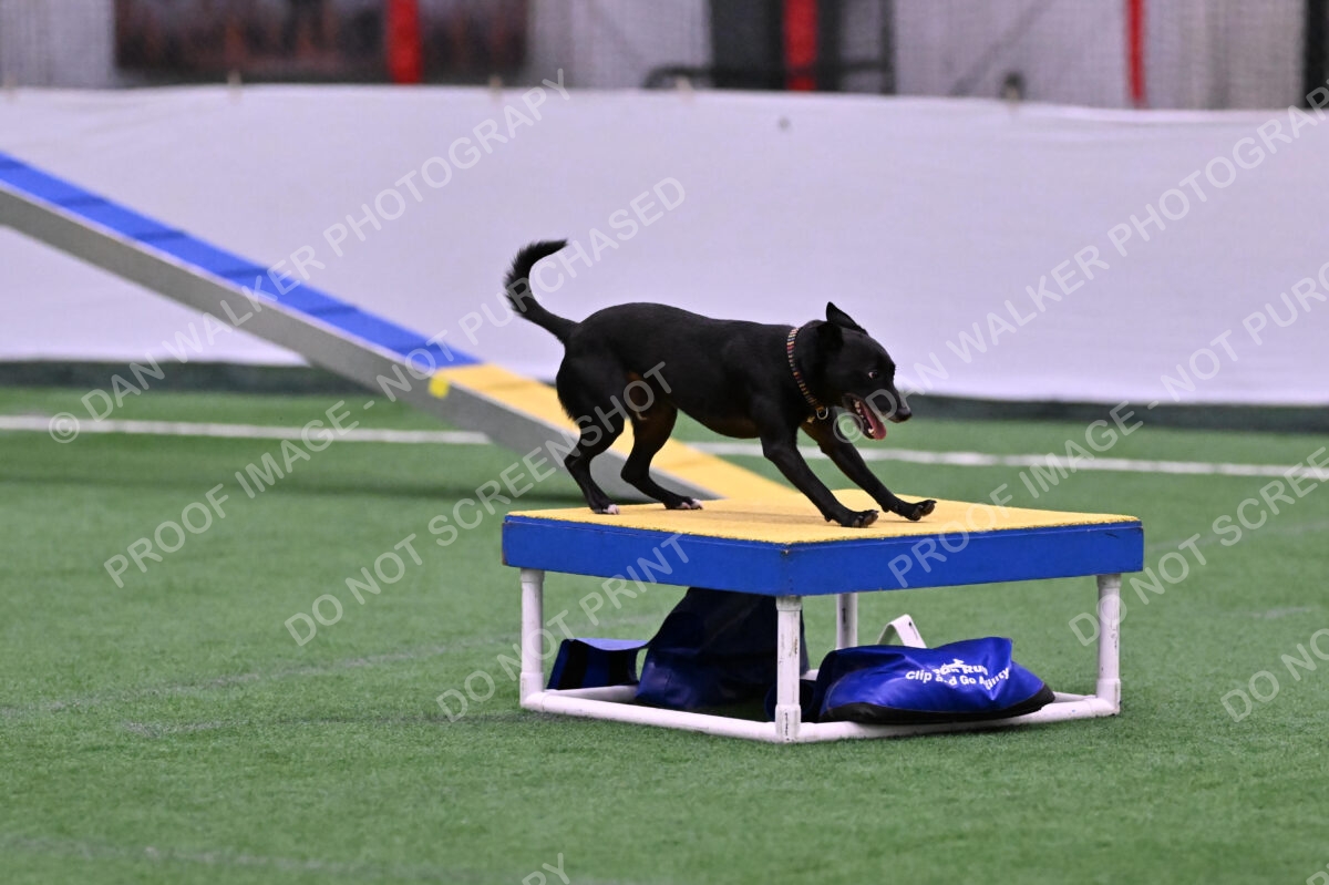 Flash-Robin-Gray-07461