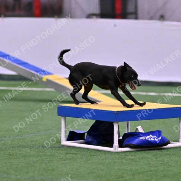 Flash-Robin-Gray-07461