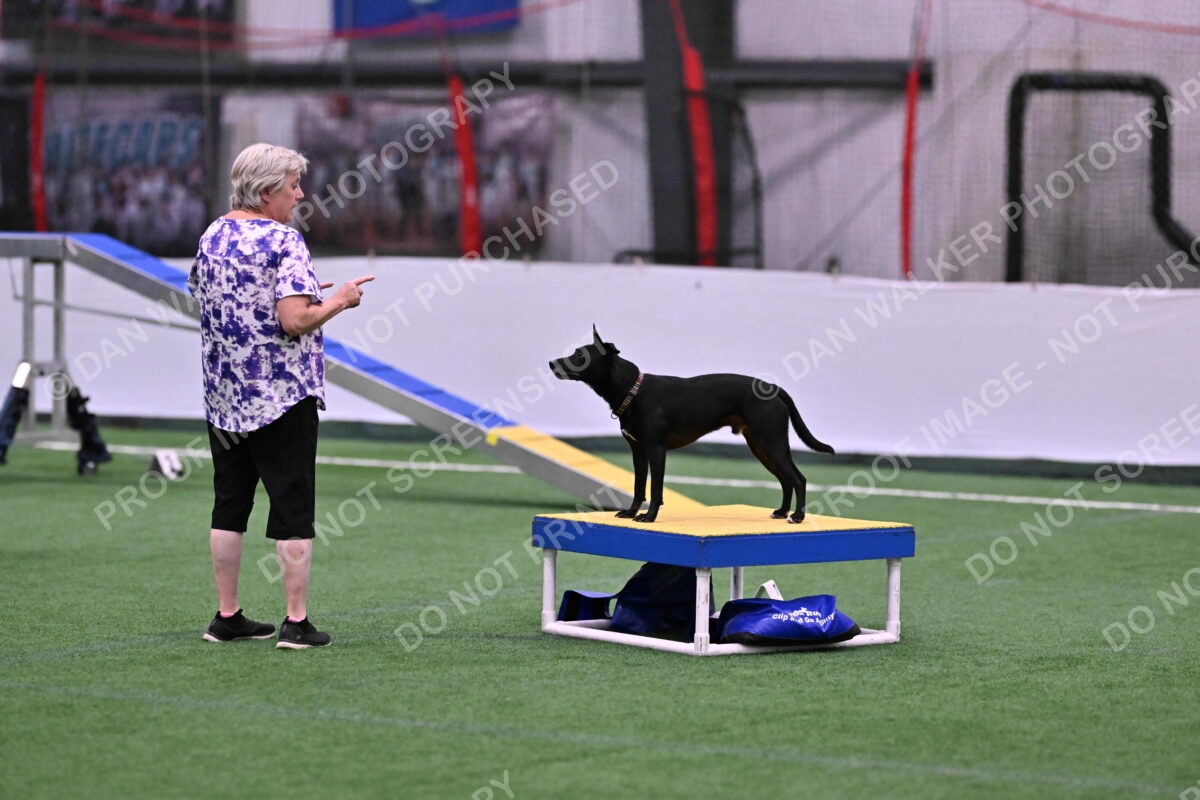 Flash-Robin-Gray-07462