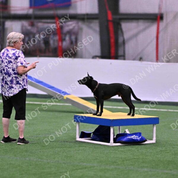 Flash-Robin-Gray-07462